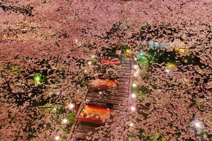 「高輪 桜まつり2018」東京・品川で - 夜桜ライトアップ、こたつで食す花見料理も｜写真1