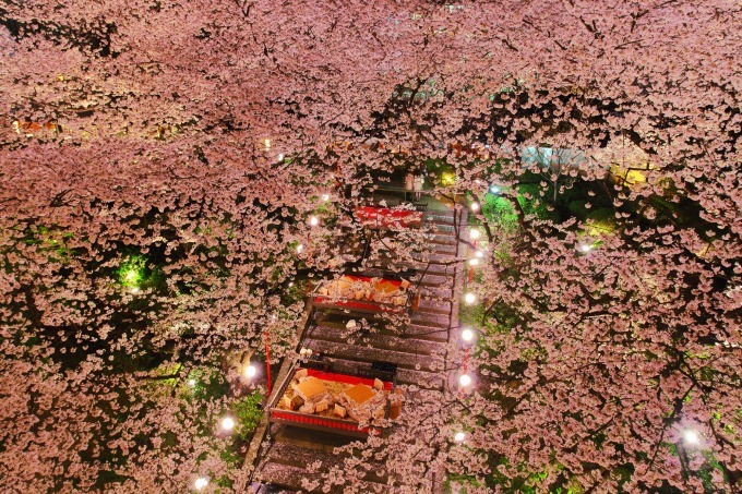 「高輪 桜まつり2018」東京・品川で夜桜ライトアップ、こたつで食す花見料理も