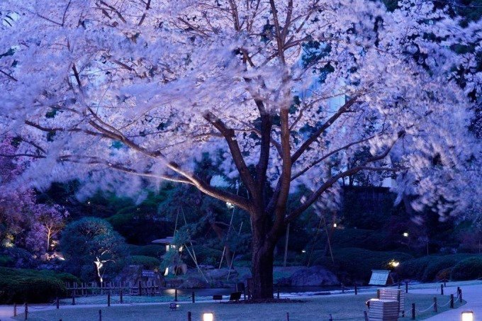 「高輪 桜まつり2018」東京・品川で - 夜桜ライトアップ、こたつで食す花見料理も｜写真2