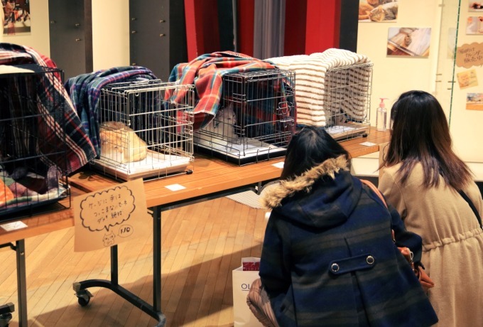 「ねこ画展」東京ドームシティで、猫好きの聖地"にゃんこ堂"おすすめ作家の絵画約150点｜写真9