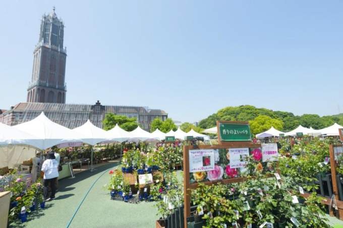 長崎・ハウステンボスで「2,000品種120万本のバラ祭」バラの絶景が楽しめるカフェも｜写真15