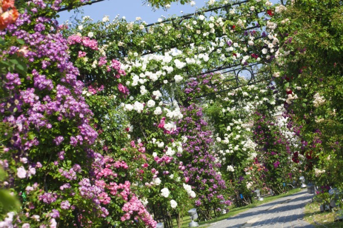 長崎・ハウステンボスで「2,000品種120万本のバラ祭」バラの絶景が楽しめるカフェも｜写真21