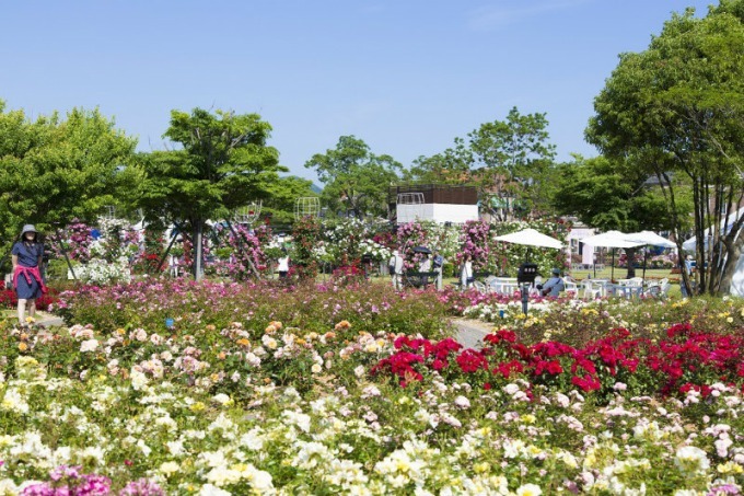 長崎・ハウステンボスで「2,000品種120万本のバラ祭」バラの絶景が楽しめるカフェも｜写真13