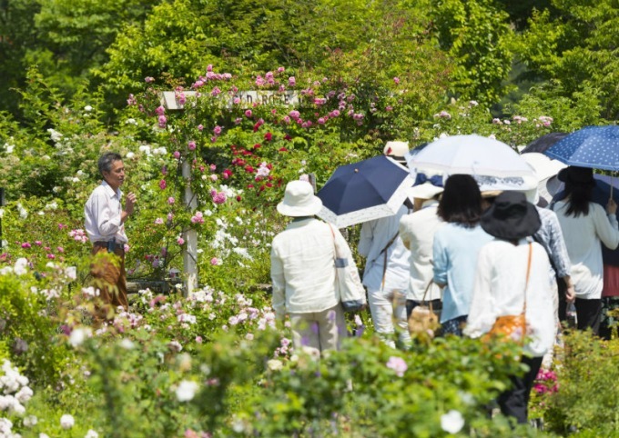 長崎・ハウステンボスで「2,000品種120万本のバラ祭」バラの絶景が楽しめるカフェも｜写真25