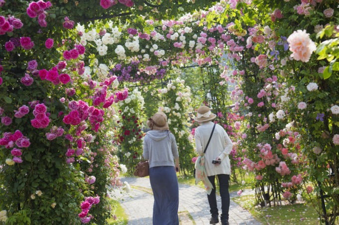 長崎・ハウステンボスで「2,000品種120万本のバラ祭」バラの絶景が楽しめるカフェも｜写真11