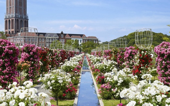 長崎・ハウステンボスで「2,000品種120万本のバラ祭」バラの絶景が楽しめるカフェも｜写真4