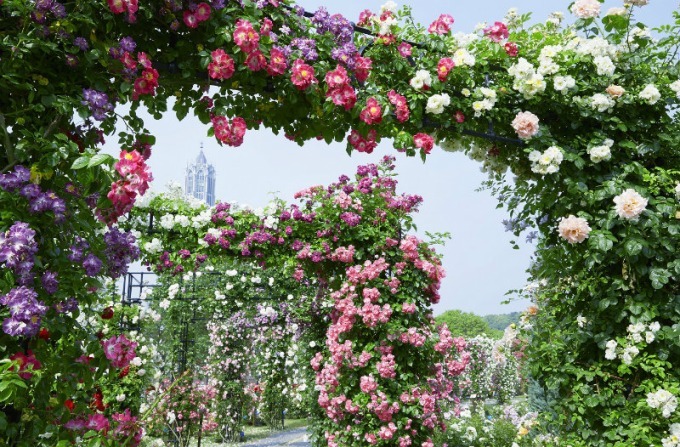 長崎・ハウステンボスで「2,000品種120万本のバラ祭」バラの絶景が楽しめるカフェも｜写真20