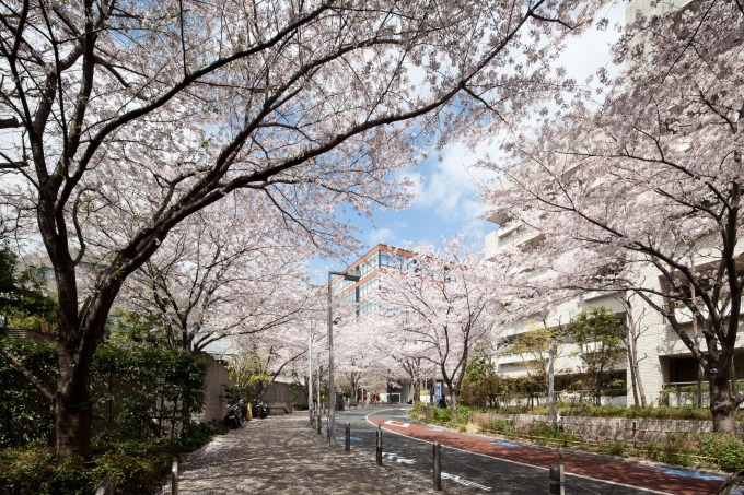 「六本木ヒルズ 春まつり 2018」約90本の桜ライトアップや“天空の花見”、グルメ屋台も｜写真3