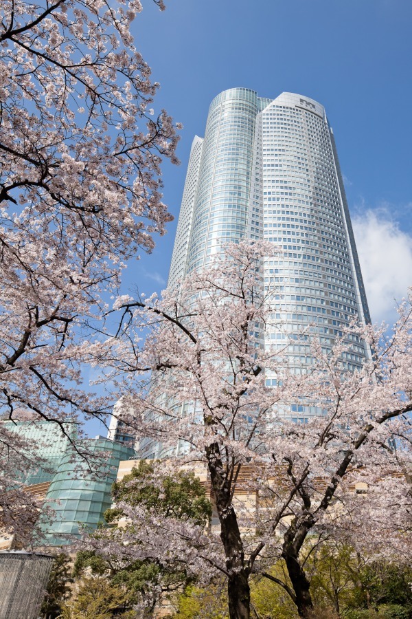 「六本木ヒルズ 春まつり 2018」約90本の桜ライトアップや“天空の花見”、グルメ屋台も｜写真1