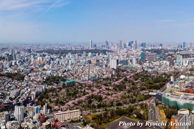 「六本木ヒルズ 春まつり 2018」約90本の桜ライトアップや“天空の花見”、グルメ屋台も｜写真19