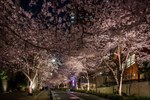 「六本木ヒルズ 春まつり 2018」約90本の桜ライトアップや“天空の花見”、グルメ屋台も｜写真7