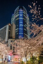 「六本木ヒルズ 春まつり 2018」約90本の桜ライトアップや“天空の花見”、グルメ屋台も｜写真5