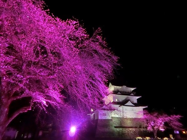 小田原城で春の桜をライトアップ、光に染まる夜桜と天守閣を楽しむ