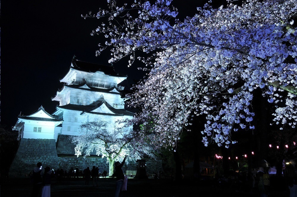 小田原城で春の桜をライトアップ、光に染まる夜桜と天守閣を楽しむ｜写真4