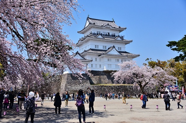 小田原城で春の桜をライトアップ、光に染まる夜桜と天守閣を楽しむ｜写真6