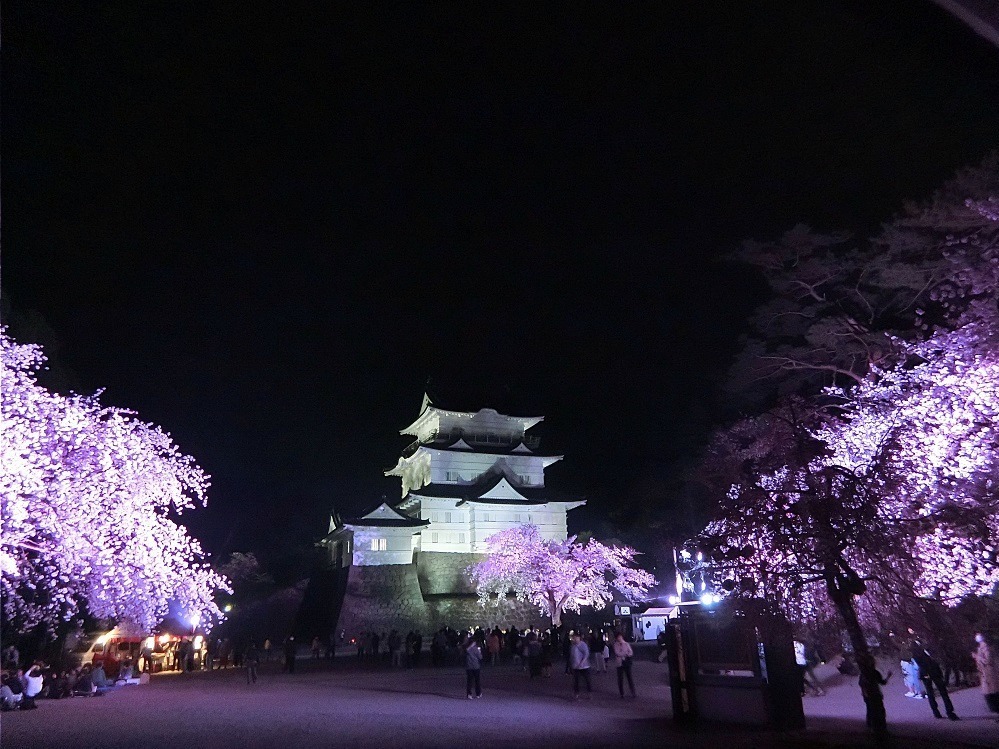 小田原城で春の桜をライトアップ、光に染まる夜桜と天守閣を楽しむ｜写真3