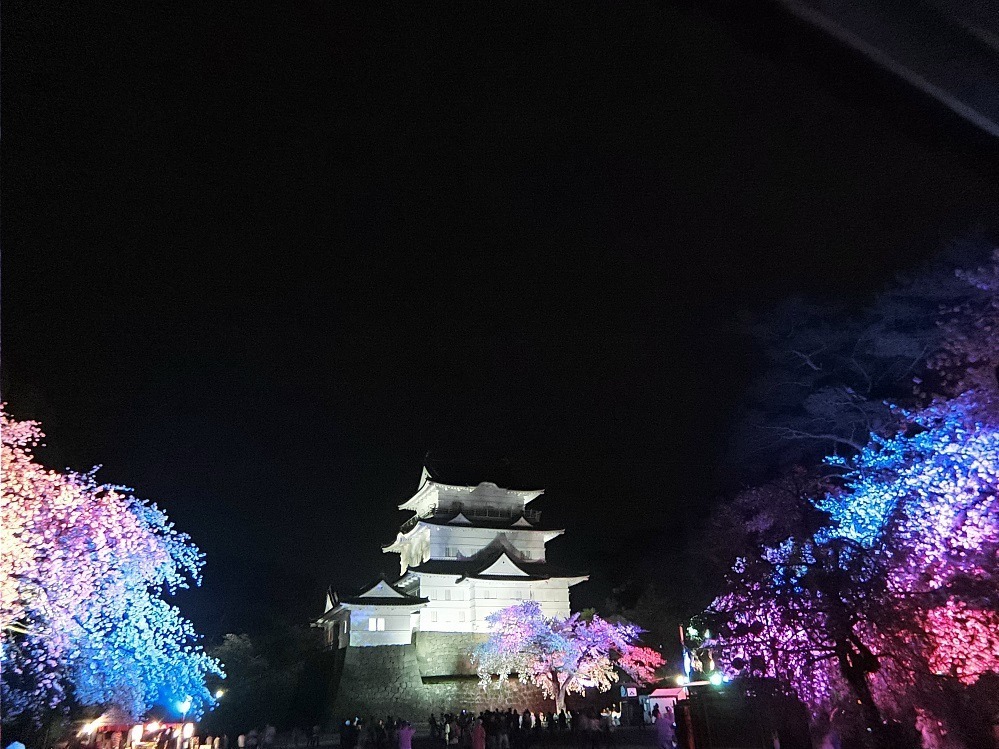 小田原城で春の桜をライトアップ、光に染まる夜桜と天守閣を楽しむ｜写真5