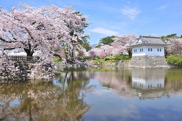 小田原城で春の桜をライトアップ、光に染まる夜桜と天守閣を楽しむ｜写真7