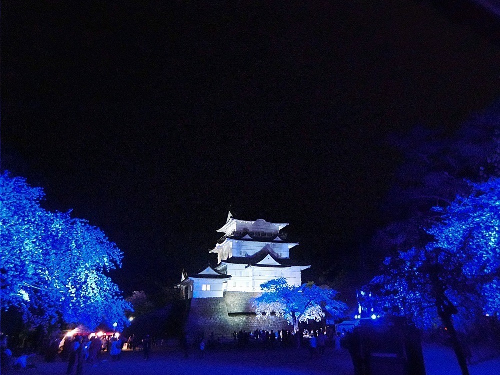 小田原城で春の桜をライトアップ、光に染まる夜桜と天守閣を楽しむ｜写真1