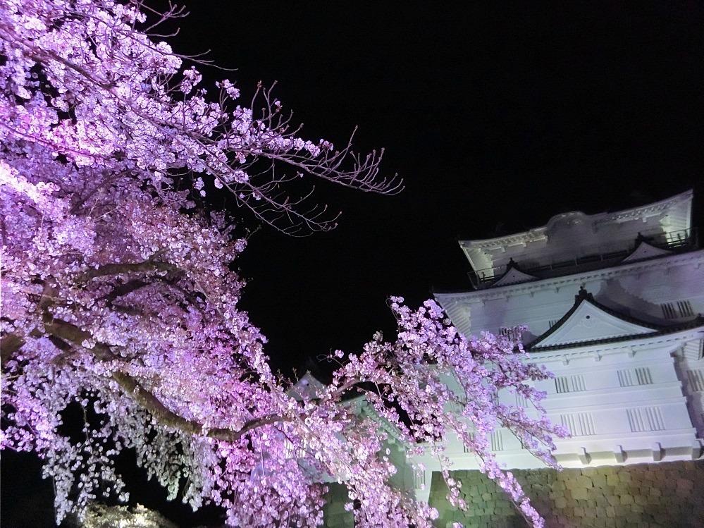 小田原城で春の桜をライトアップ、光に染まる夜桜と天守閣を楽しむ｜写真2