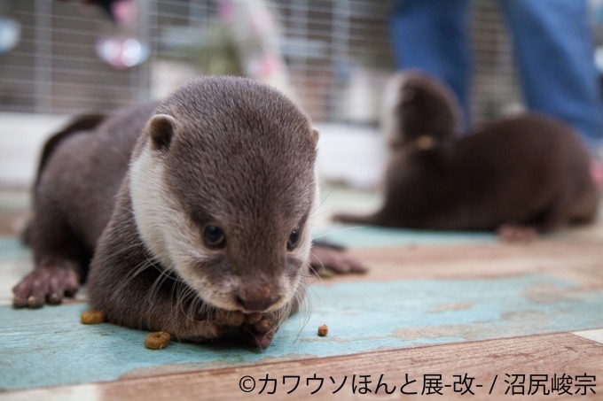 「カワウソほんと展 -改-」東京・浅草橋で、作品展示のほか1,000点超のグッズ販売も｜写真7