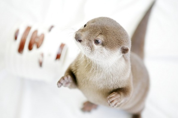 「カワウソほんと展 -改-」