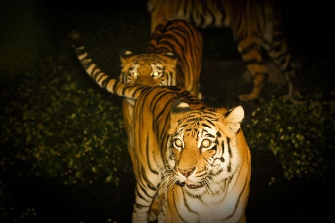 「ナイトサファリ」暗闇から現れる野生動物＆草食動物にエサやり体験、那須サファリパークで｜写真6