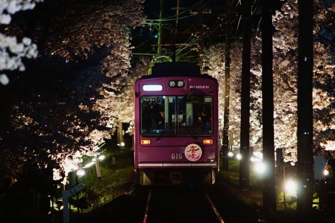 京都・嵐電「夜桜電車」が運行、約200mにわたる“桜のトンネル”を車窓から眺めて｜写真1