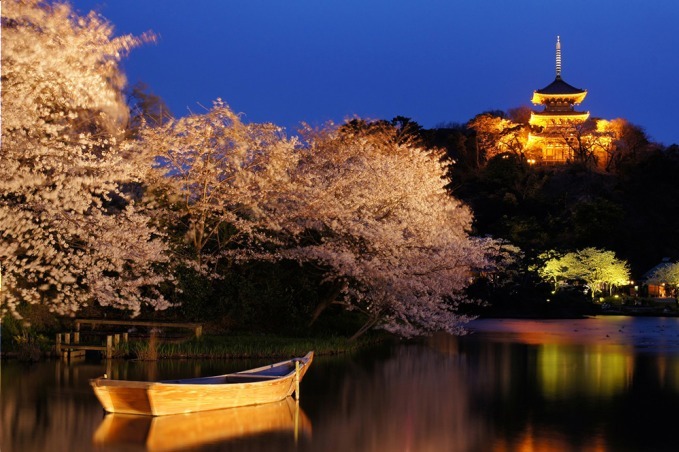 「三渓園 観桜の夕べ」ライトアップされた三重塔を背景に夜桜を楽しむ