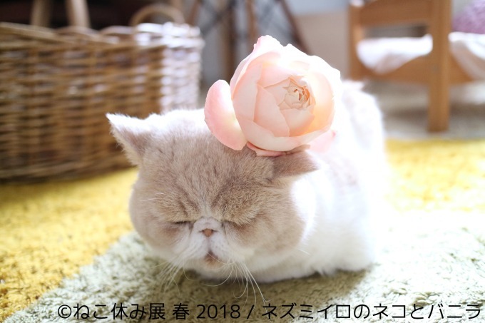 「ねこ休み展 春 2018」名古屋で開催、スター猫の立体彫刻やグランパスくんとのコラボアート｜写真1