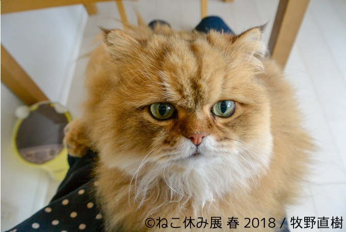 「ねこ休み展 春 2018」名古屋で開催、スター猫の立体彫刻やグランパスくんとのコラボアート｜写真24