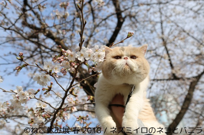 「ねこ休み展 春 2018」名古屋で開催、スター猫の立体彫刻やグランパスくんとのコラボアート｜写真17