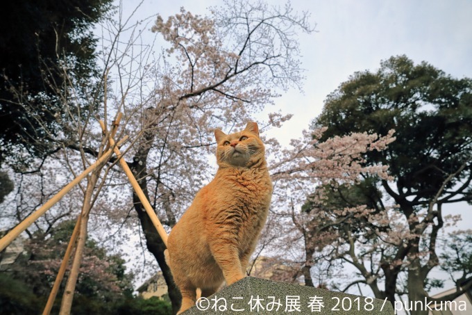 「ねこ休み展 春 2018」名古屋で開催、スター猫の立体彫刻やグランパスくんとのコラボアート｜写真6