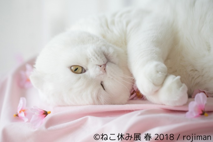 「ねこ休み展 春 2018」名古屋で開催、スター猫の立体彫刻やグランパスくんとのコラボアート｜写真12