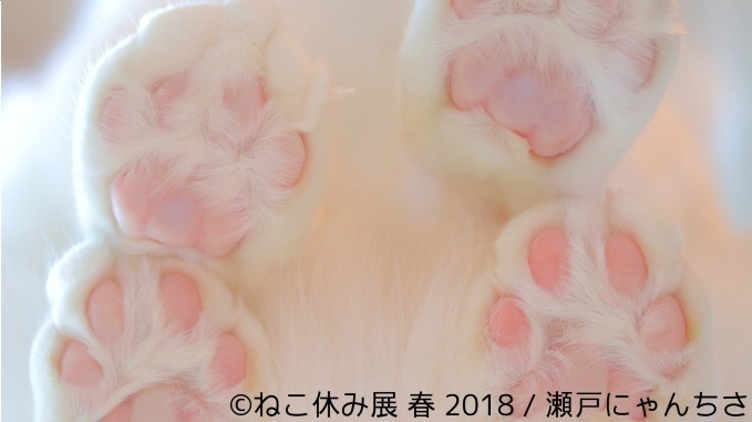 「ねこ休み展 春 2018」名古屋で開催、スター猫の立体彫刻やグランパスくんとのコラボアート｜写真23
