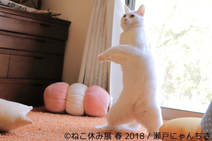 「ねこ休み展 春 2018」名古屋で開催、スター猫の立体彫刻やグランパスくんとのコラボアート｜写真22
