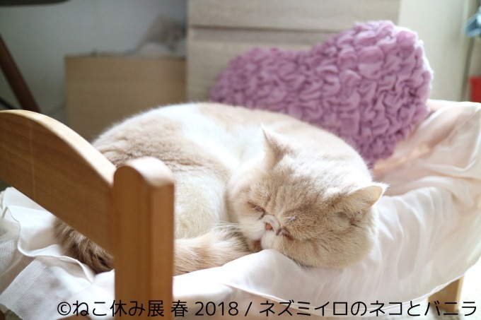 「ねこ休み展 春 2018」名古屋で開催、スター猫の立体彫刻やグランパスくんとのコラボアート｜写真16