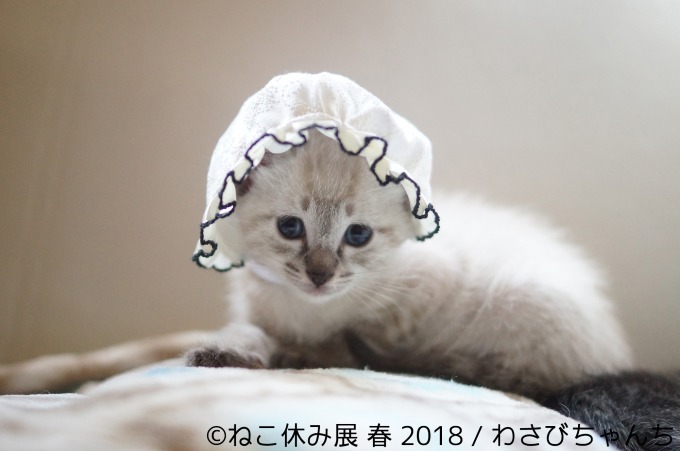「ねこ休み展 春 2018」名古屋で開催、スター猫の立体彫刻やグランパスくんとのコラボアート｜写真21
