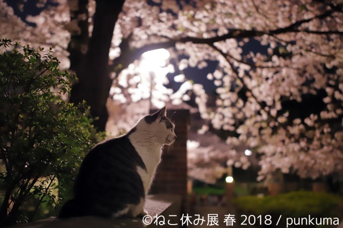 「ねこ休み展 春 2018」名古屋で開催、スター猫の立体彫刻やグランパスくんとのコラボアート｜写真5
