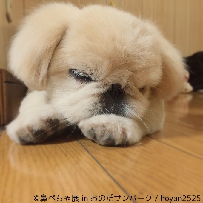 「鼻ぺちゃ展」が山口に初巡回 - パグやシーズーなど、”鼻ぺちゃ犬”の写真＆グッズが集結｜写真8