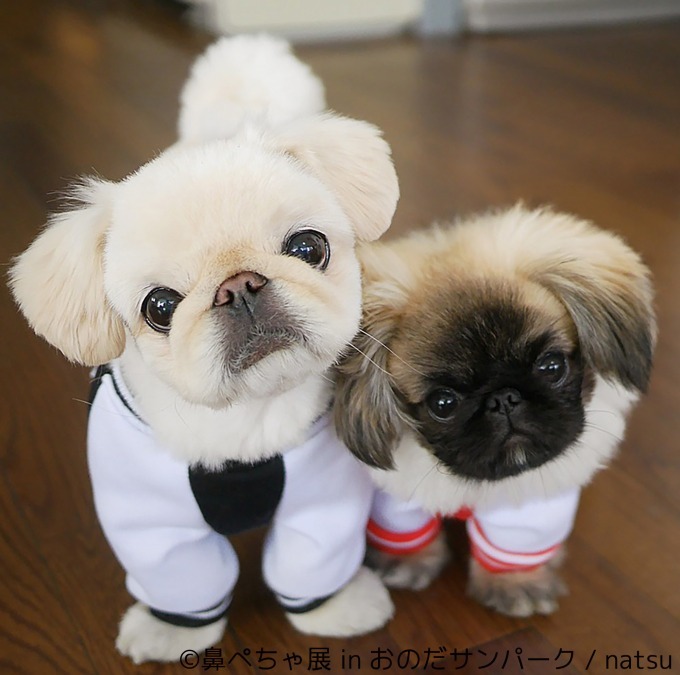 写真1 鼻ぺちゃ展 が山口に初巡回 パグやシーズーなど 鼻ぺちゃ犬 の写真 グッズが集結 ファッションプレス 写真1 鼻ぺちゃ展 が山口に初巡回 パグやシーズーなど 鼻ぺちゃ犬 の写真 グッズが集結 ファッションプレス