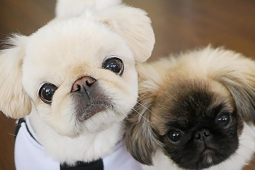 「鼻ぺちゃ展」