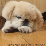 「鼻ぺちゃ展」が山口に初巡回 - パグやシーズーなど、”鼻ぺちゃ犬”の写真＆グッズが集結｜写真8