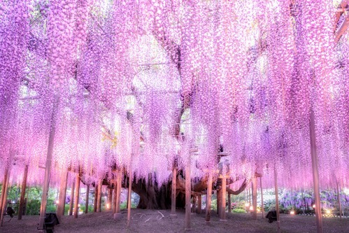 「ふじのはな物語～大藤まつり2019～」