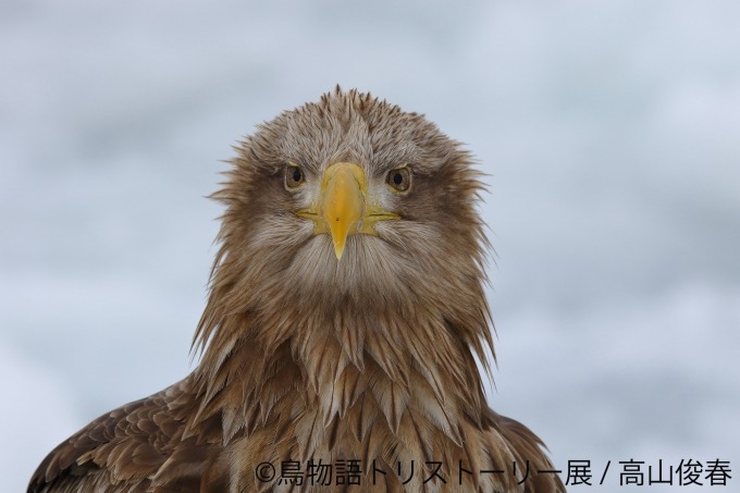 「鳥物語トリストーリー展」浅草橋・名古屋で開催、鳥たちの“一瞬の美しさ”がテーマの合同写真＆物販展｜写真23