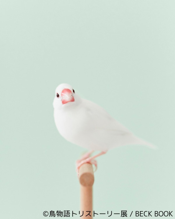 「鳥物語トリストーリー展」浅草橋・名古屋で開催、鳥たちの“一瞬の美しさ”がテーマの合同写真＆物販展｜写真11