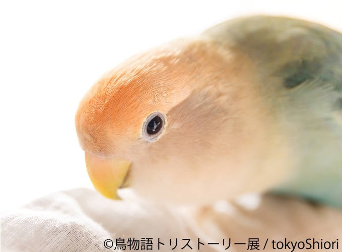 「鳥物語トリストーリー展」浅草橋・名古屋で開催、鳥たちの“一瞬の美しさ”がテーマの合同写真＆物販展｜写真18