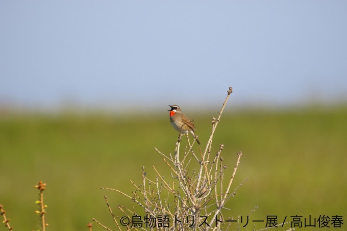 「鳥物語トリストーリー展」浅草橋・名古屋で開催、鳥たちの“一瞬の美しさ”がテーマの合同写真＆物販展｜写真21