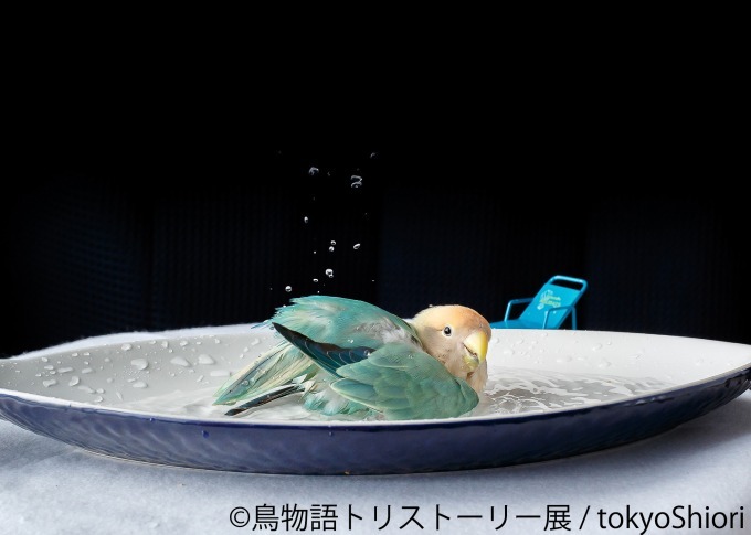 「鳥物語トリストーリー展」浅草橋・名古屋で開催、鳥たちの“一瞬の美しさ”がテーマの合同写真＆物販展｜写真15