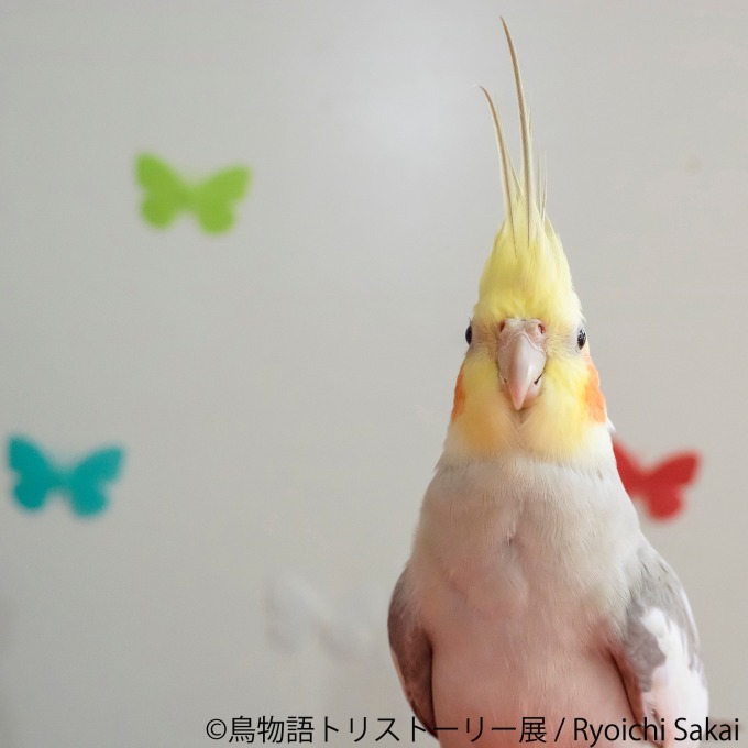 「鳥物語トリストーリー展」浅草橋・名古屋で開催、鳥たちの“一瞬の美しさ”がテーマの合同写真＆物販展｜写真13
